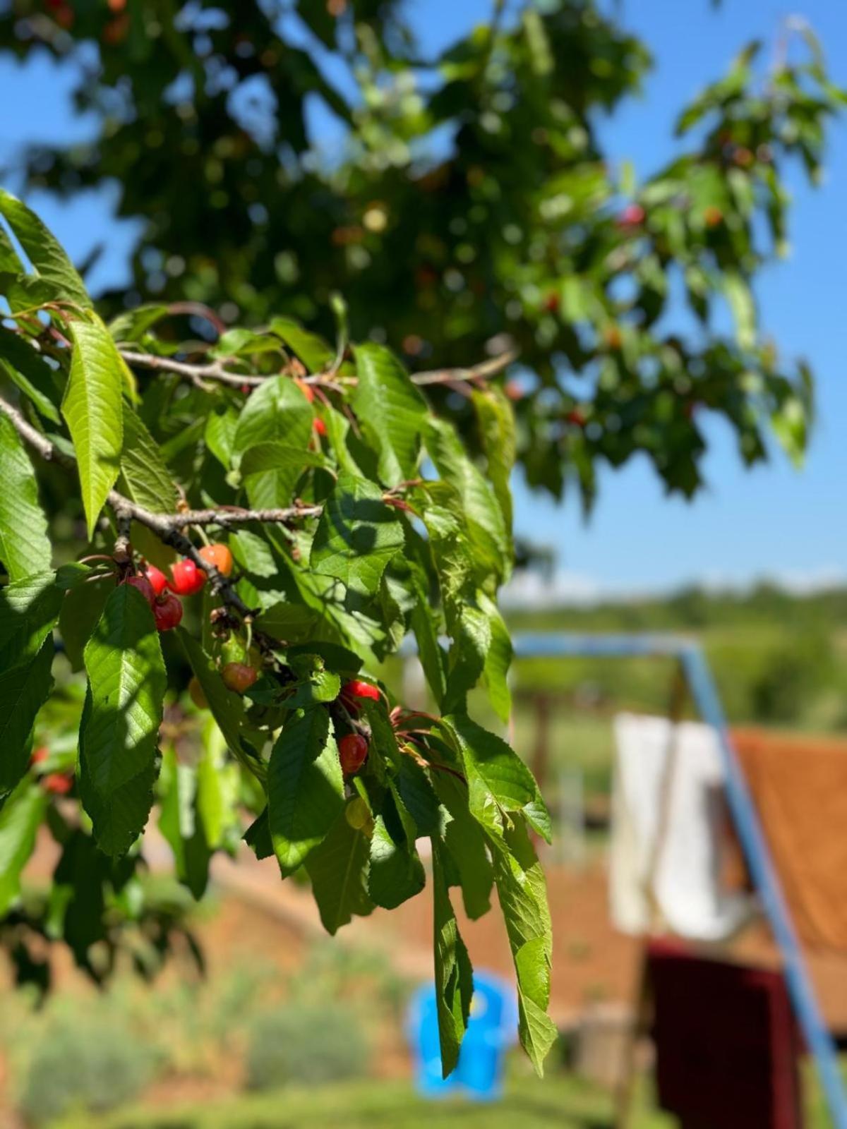 伊万卡巴拉克膳食公寓 Međugorje 外观 照片