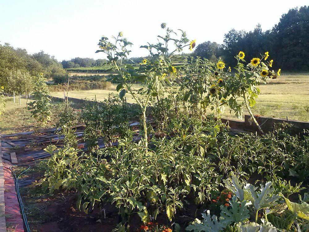 伊万卡巴拉克膳食公寓 Međugorje 外观 照片